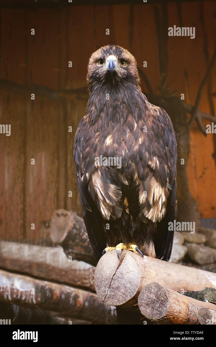 Adler im Zoo sitzen auf Log Stockfoto