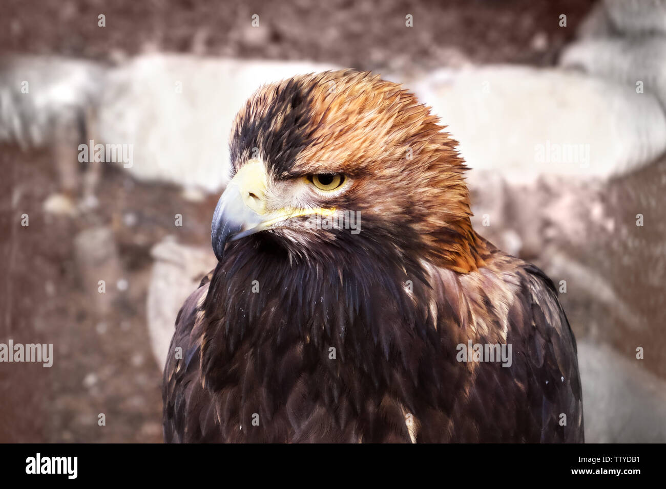 Adler im Zoo, Nahaufnahme Stockfoto