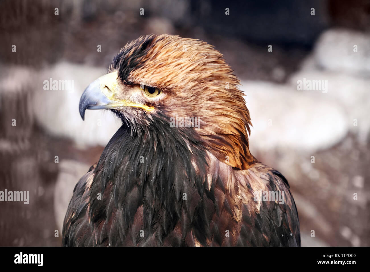 Adler im Zoo, Nahaufnahme Stockfoto