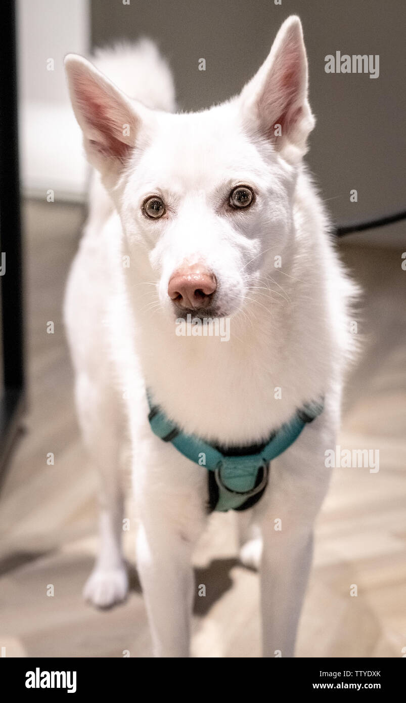 Schöne und Alert weißer Hund suchen Stockfoto