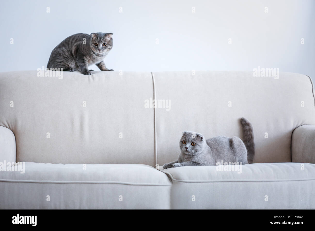 Nette lustige Katzen auf Sofa zu Hause Stockfoto