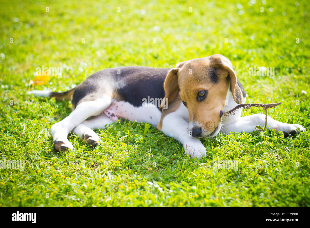 Verspielte Welpen beagle Hund beißt einem Holz stick Stockfoto