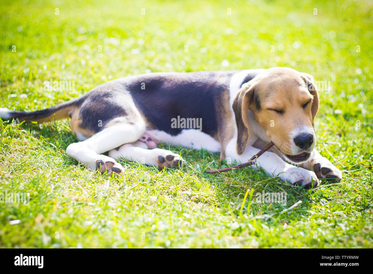 Glücklicher Hund auf dem Gras beissen eines Holzstabes Stockfoto