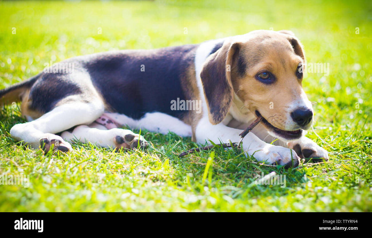 Beagle Welpen Hund beißt einem Holz stick Stockfoto