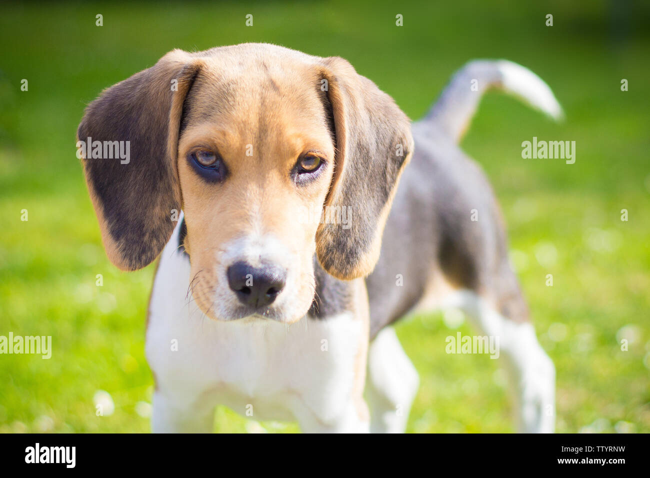 Porträt eines Welpen beagle Hund Stockfoto
