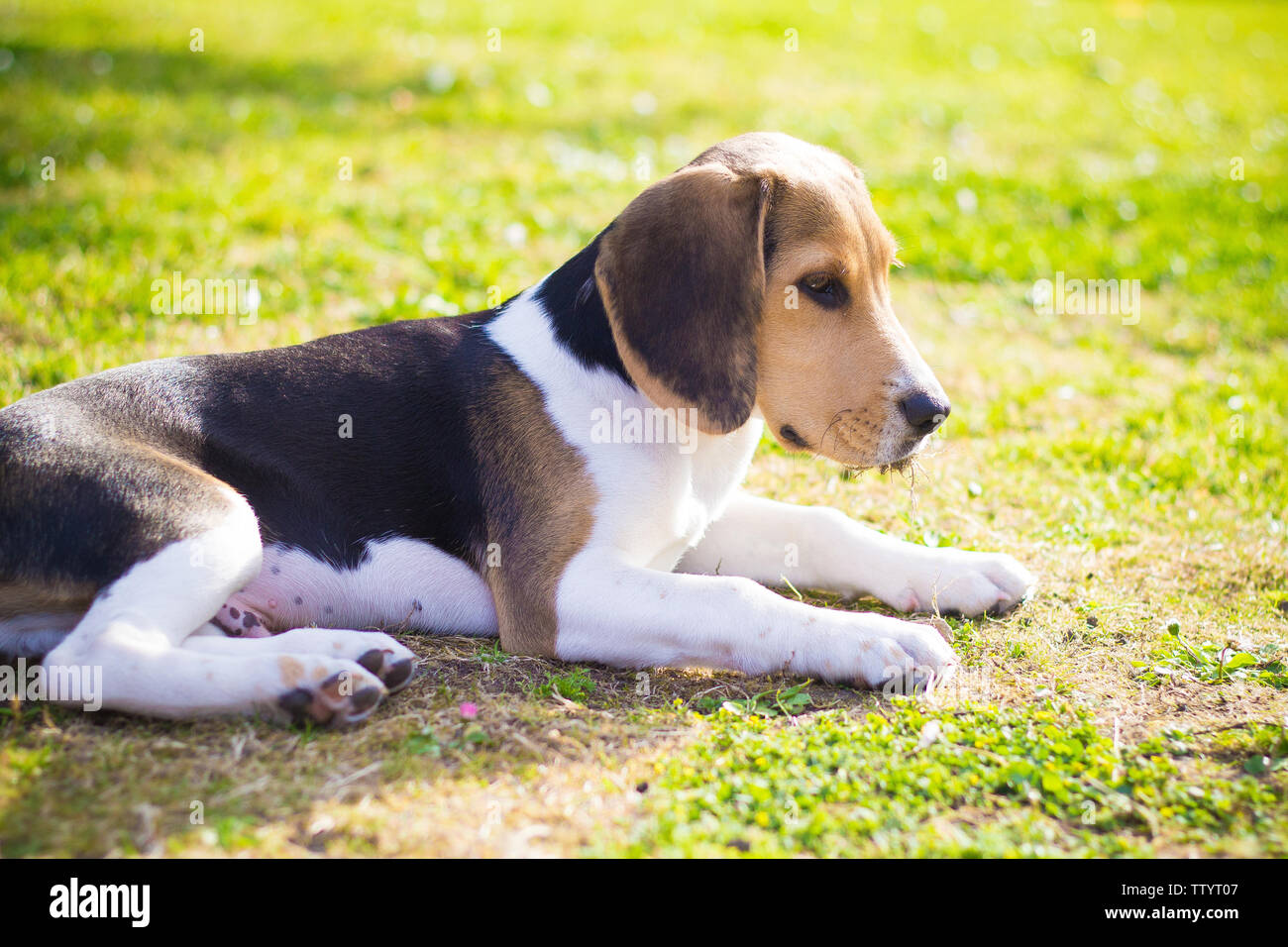 Porträt eines Beagle paw Hund Stockfoto
