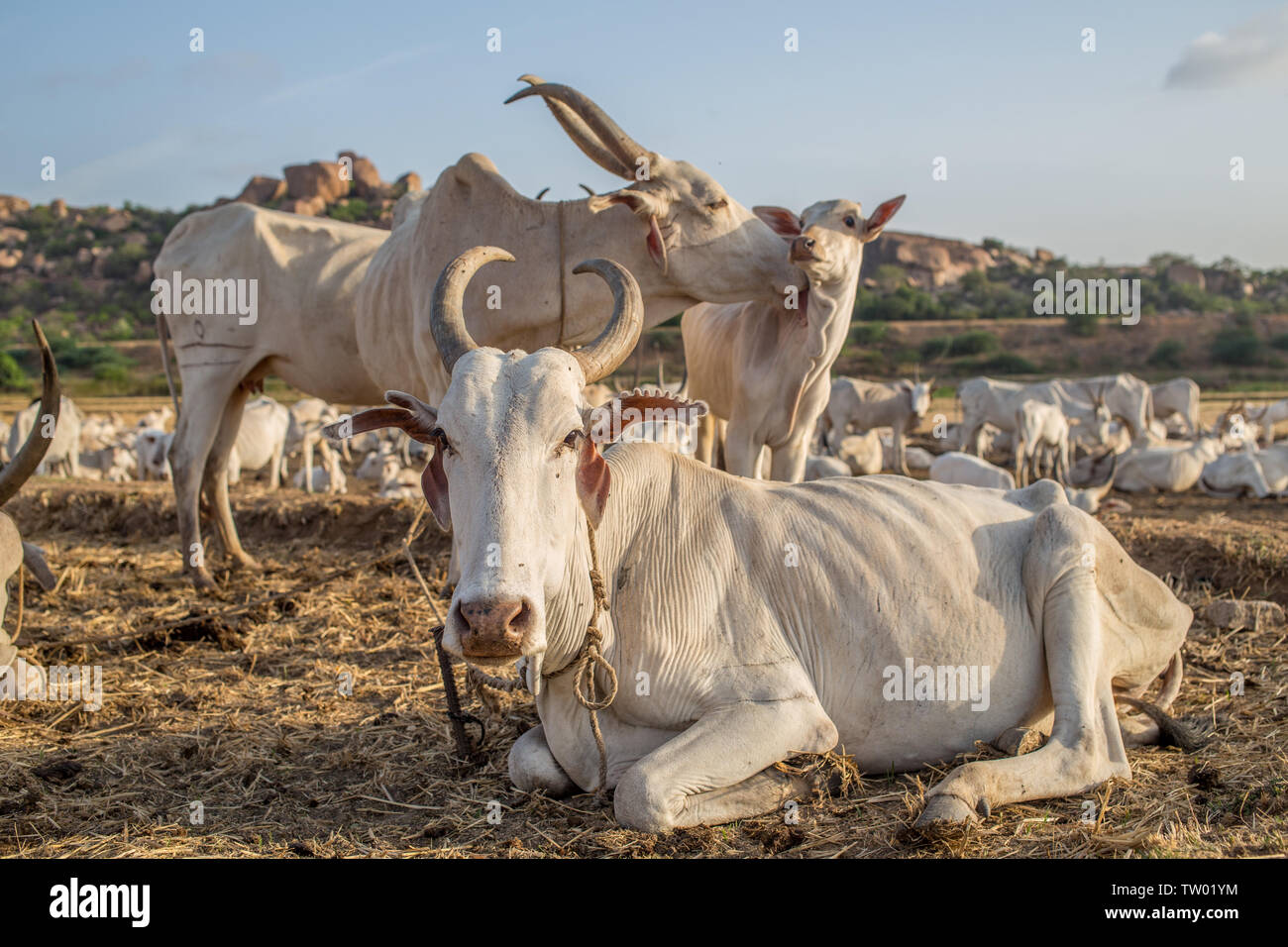 Eine Familie von Kühen in einem riesigen in Süd Indien gehört Stockfoto