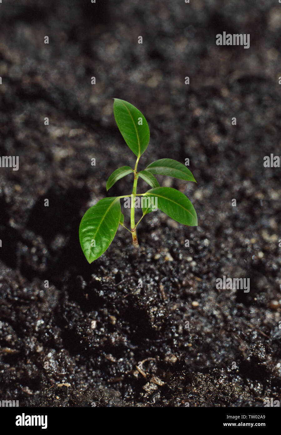 Nahaufnahme eines Sämlings Stockfoto