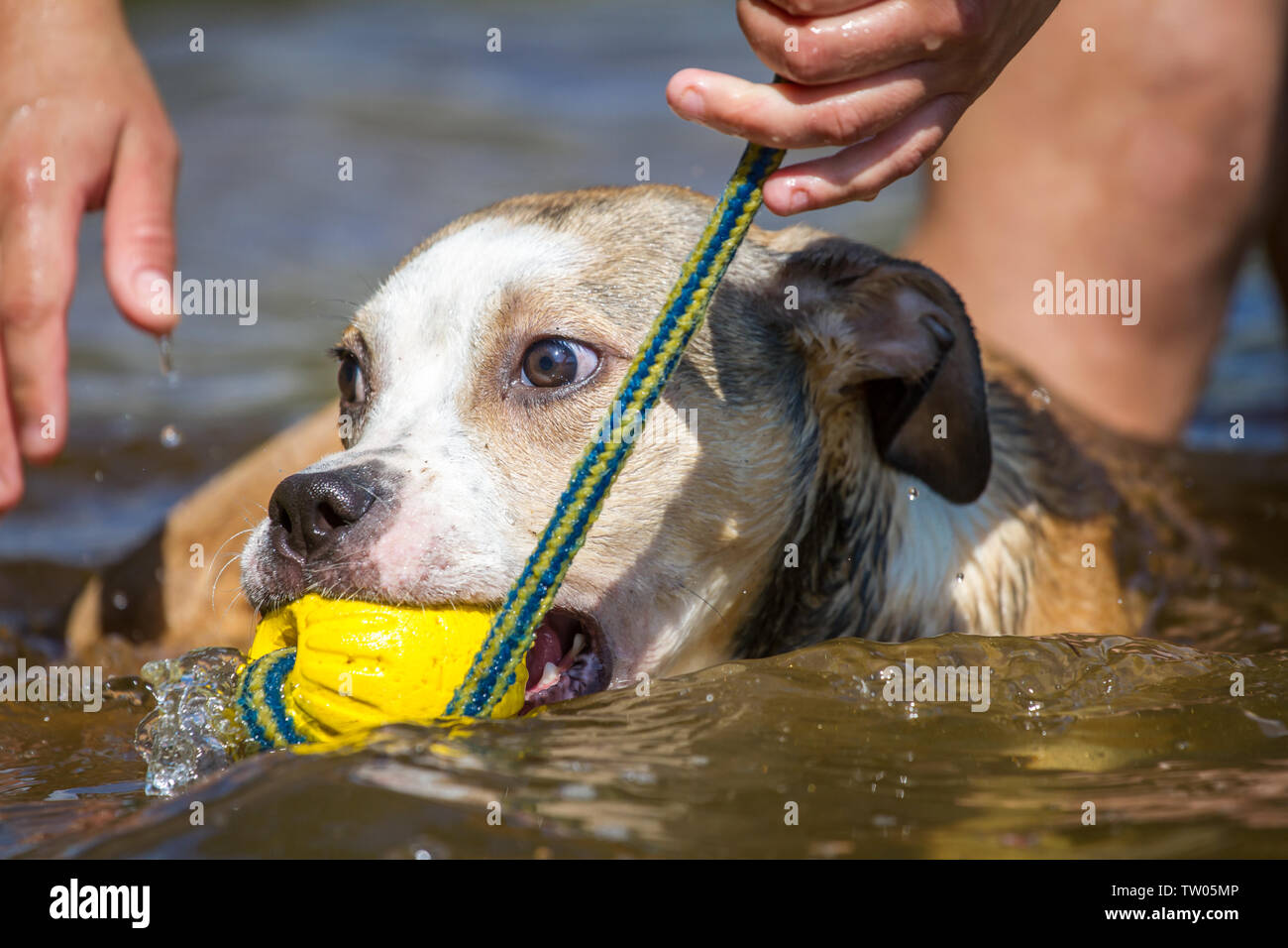 Bulldog-Welpe schwimmt und holt einen gelben Ball Stockfoto