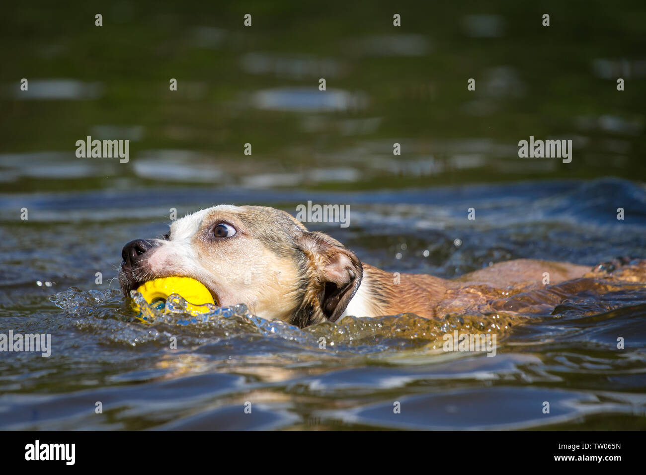 Bulldog-Welpe schwimmt und holt einen gelben Ball Stockfoto