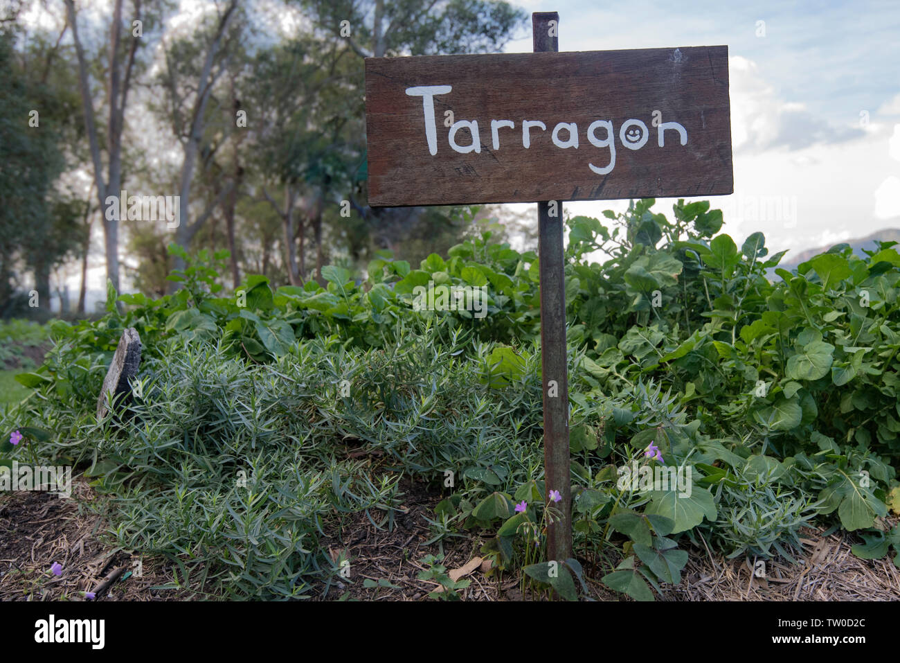 Ein Garten voller Estragon oder Estragon (Artemisia dracunculus) und Rakete oder Arugul (Eruca sativa) und eine Hand Zeichen bemalt mit Estragon auf geschrieben Stockfoto