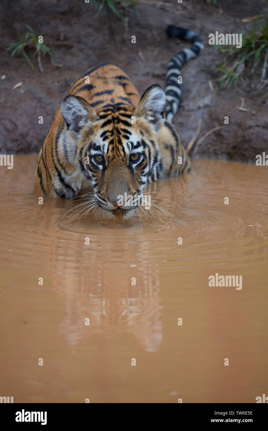 Maya Tigerin Cub in einem Vereinbaren Wasser des Monsuns Abkühlung an Tadoba Wald, Indien. Stockfoto