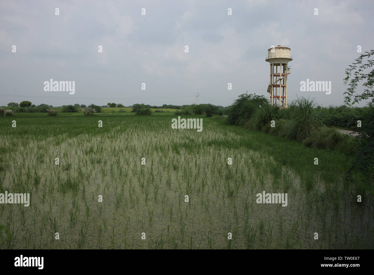 Reis-Ernte in einem Feld mit Wasserturm im Hintergrund, Indien Stockfoto