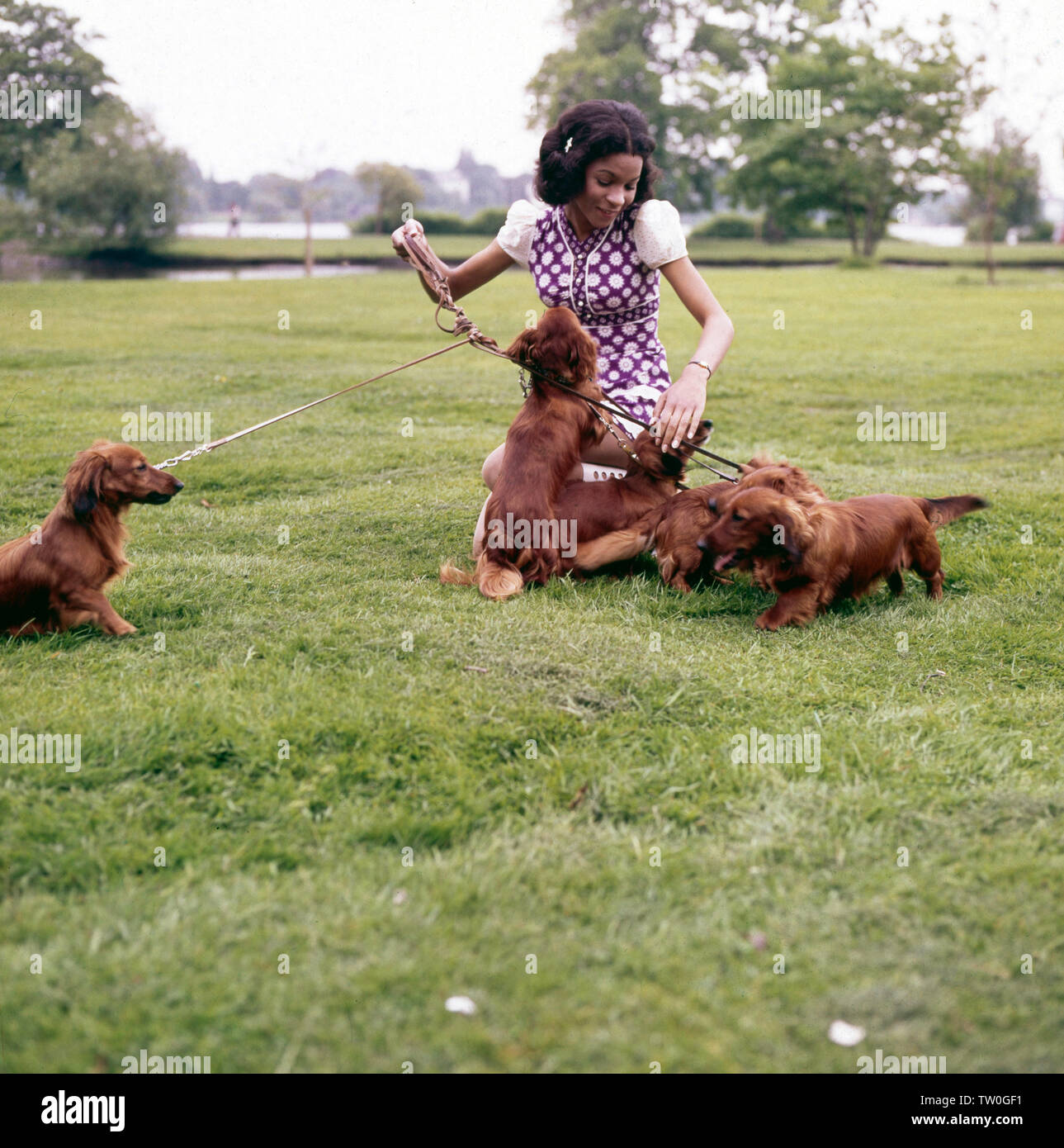 Porträt der deutschen Schlager - Disco- und Popsängerin Ramona Wulf 5/6 für sie auf einem Rasen mit sechs Dackel spielt, Deutschland Ca. 1972. Porträt des deutschen Pop, Disco und Pop Sängerin Ramona Wulf spielen auf einem Rasen mit sechs Dackel, Deutschland ca. 1972. Stockfoto