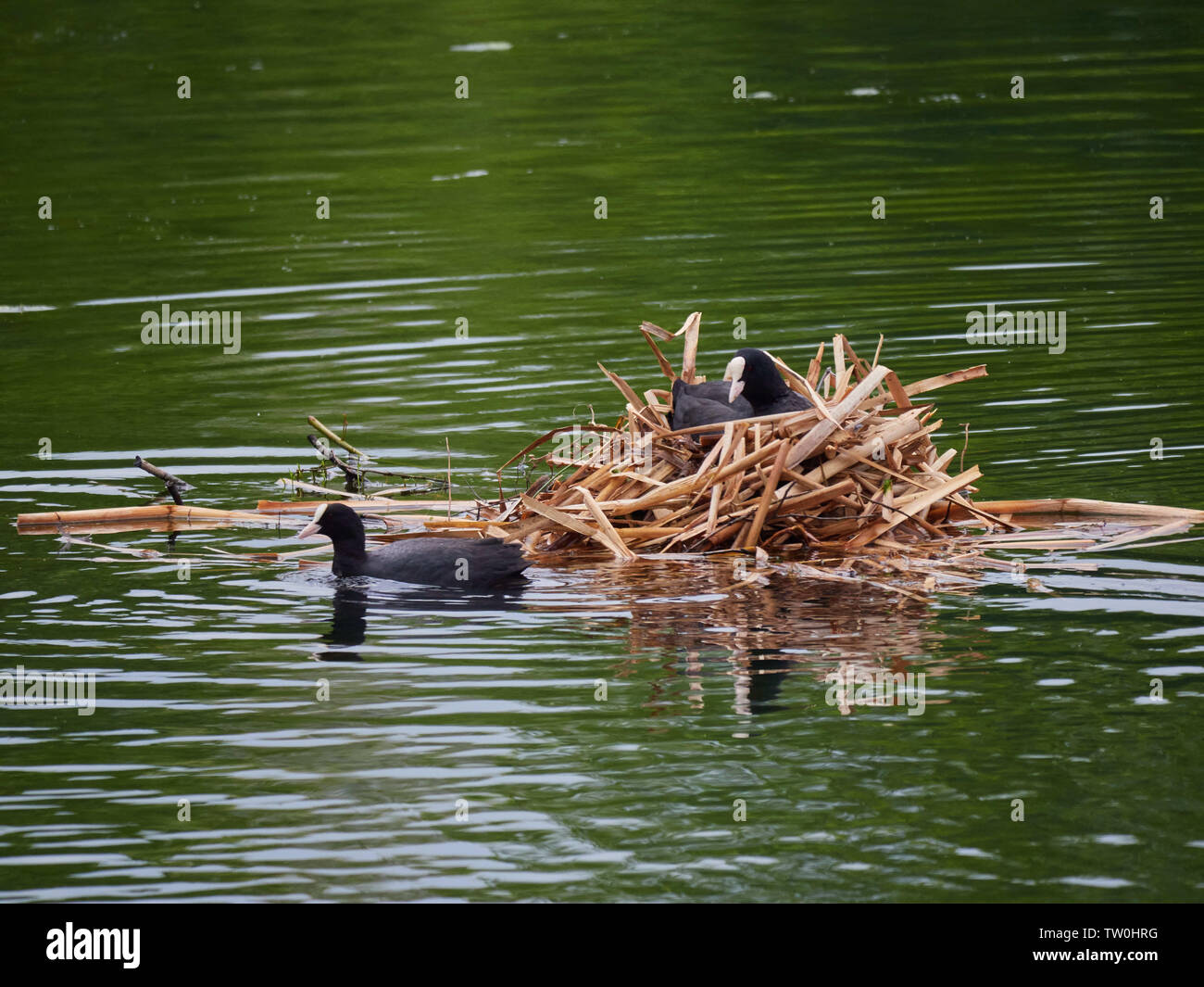 Eine eurasische Blässhuhn (Fulica atra) saß auf seinem Nest in der Mitte eines Sees Stockfoto