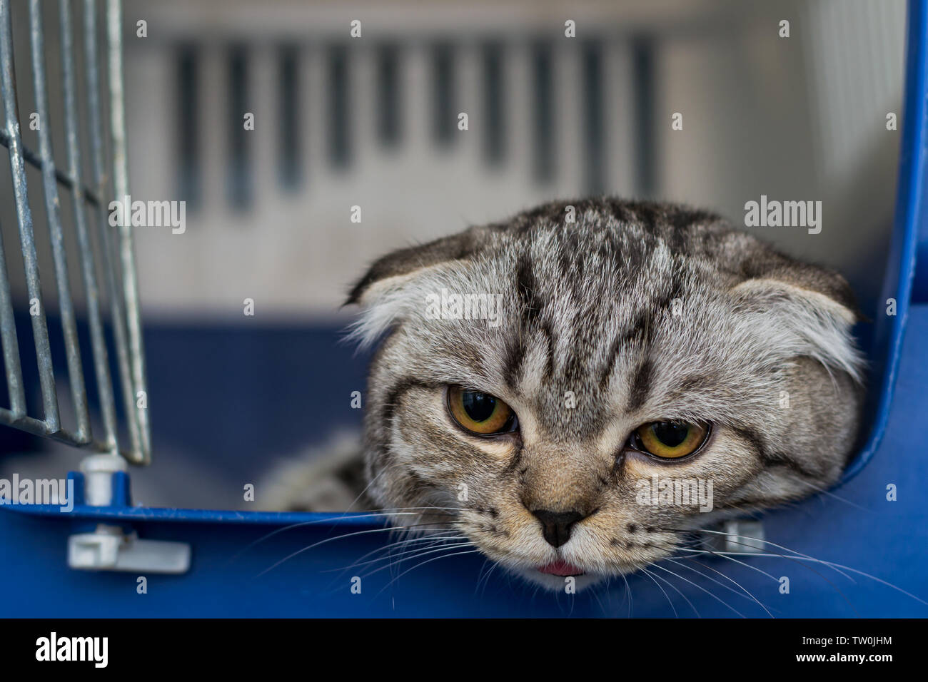Brachycephalic airway syndrom bei katzen Fotos und Bildmaterial in hoher Auflösung Alamy