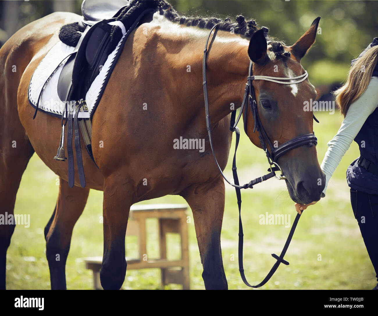 Mädchen Reiter führt einen Zaum Bay Horse, in Munition für Dressur und Pferdesport gekleidet, an einem sonnigen Sommertag Stockfoto