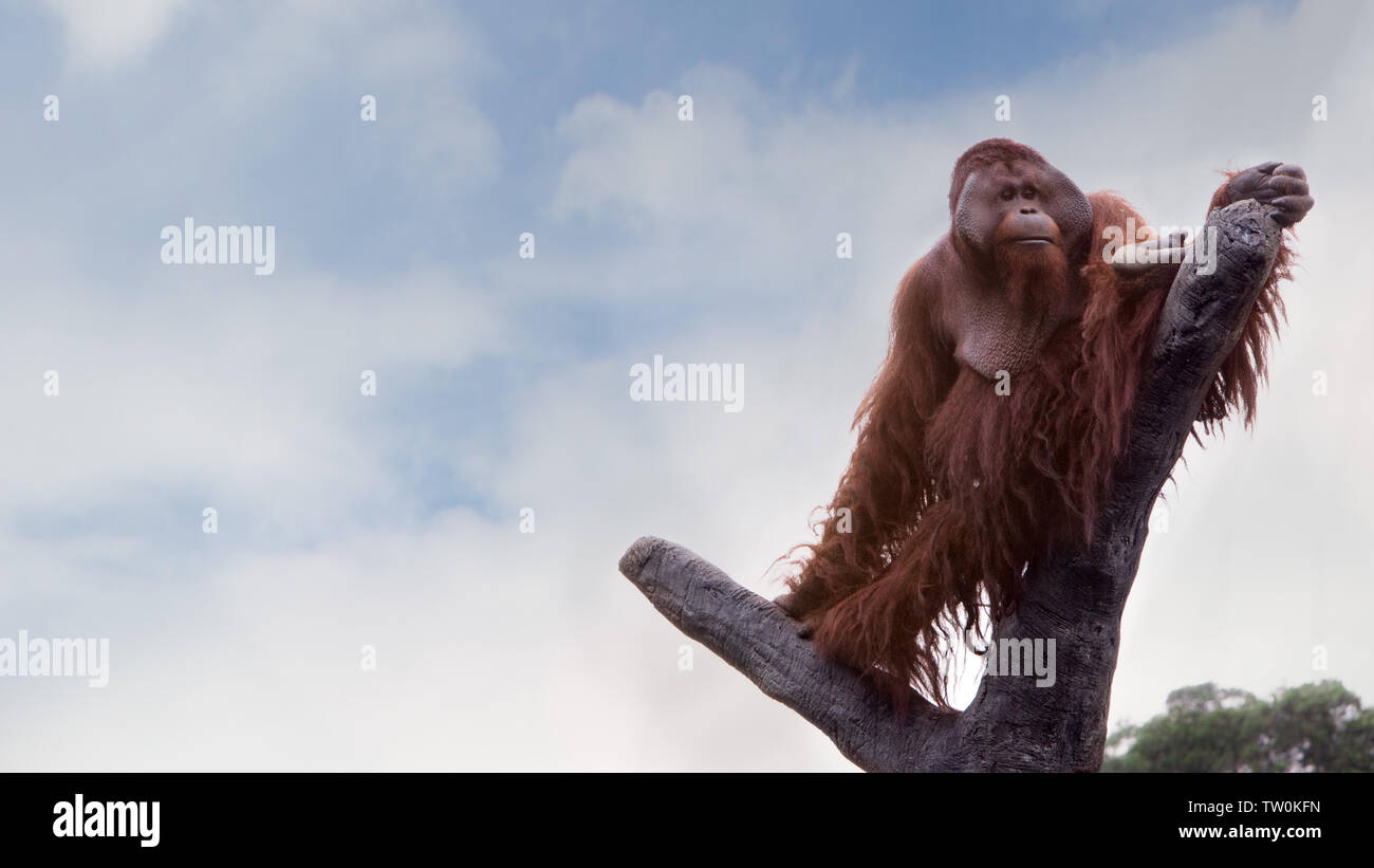 Ein erwachsener Bornesischen Orang-utan kletterte bis an die Spitze des Baumes und setzen sich der Wald von oben auf einen Tag im Sommer mit blauer Himmel zu sehen. Pongo pygmaeus Stockfoto