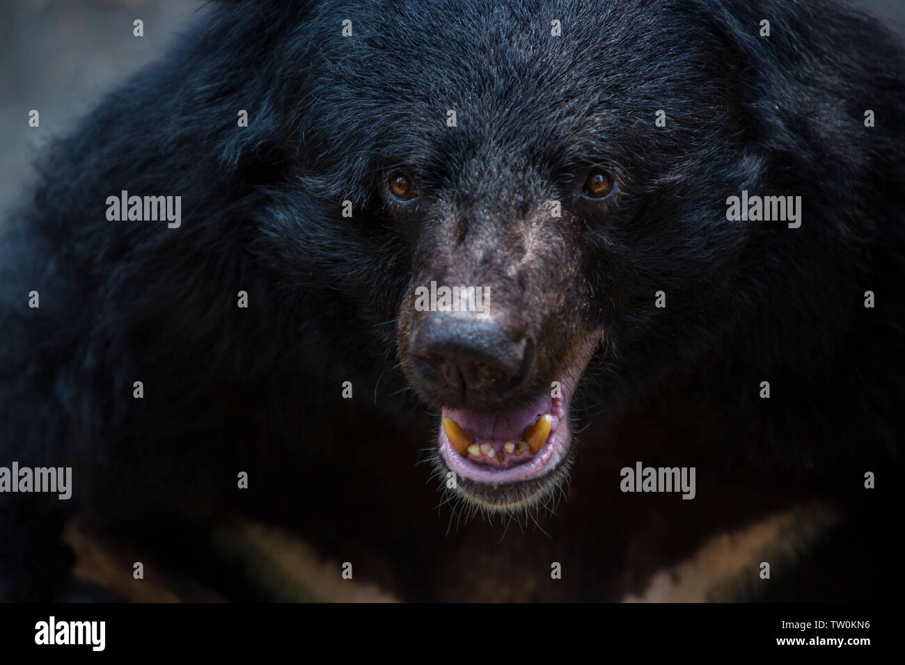 Closeup im Wald auf das Gesicht eines erwachsenen Formosa schwarzer Bär auf einen Tag im heißen Sommer. Ursus Thibetanus Formosanus Stockfoto