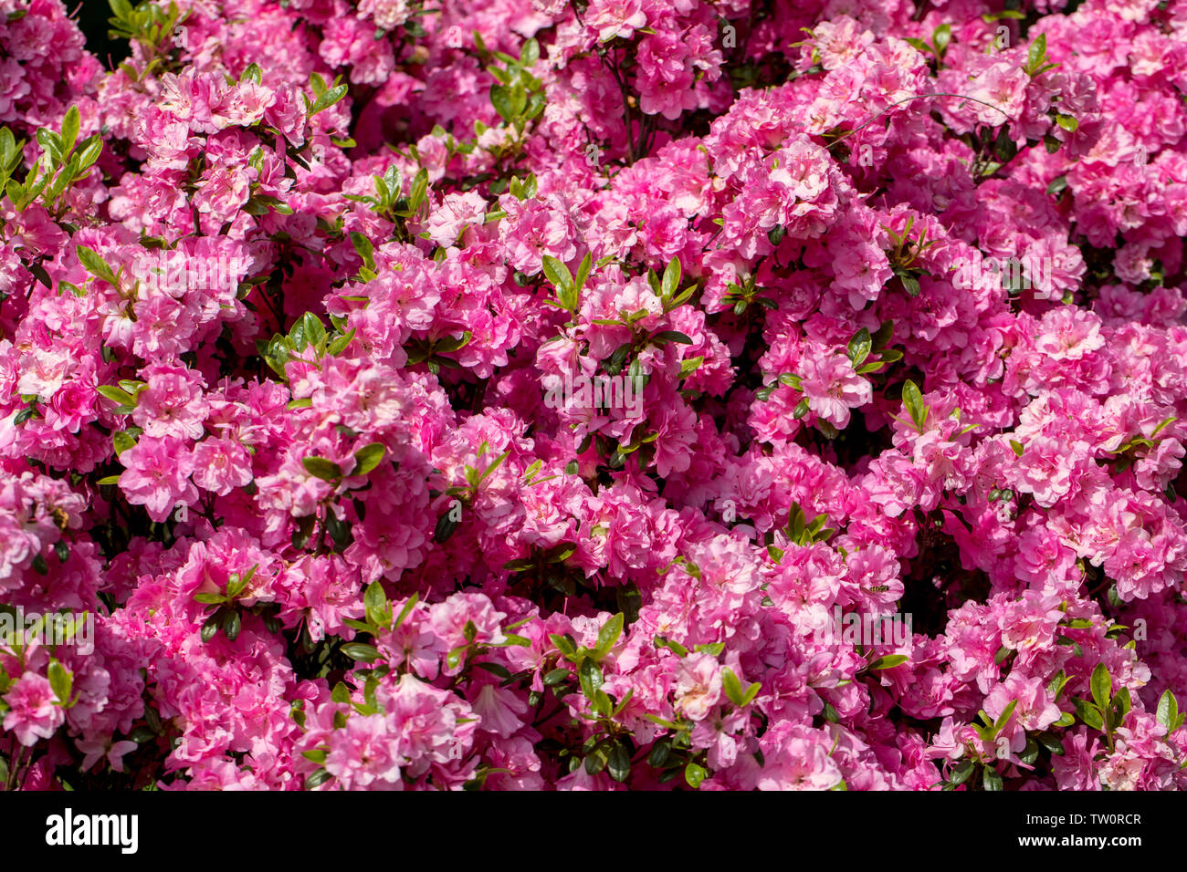 Japanische Azalee Stockfotos und bilder Kaufen Alamy