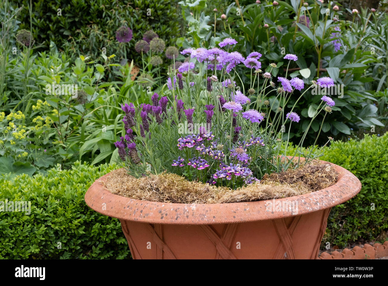 Lila Bepflanzung, Lavendel, scabious und discia in Terrakotta Topf Stockfoto