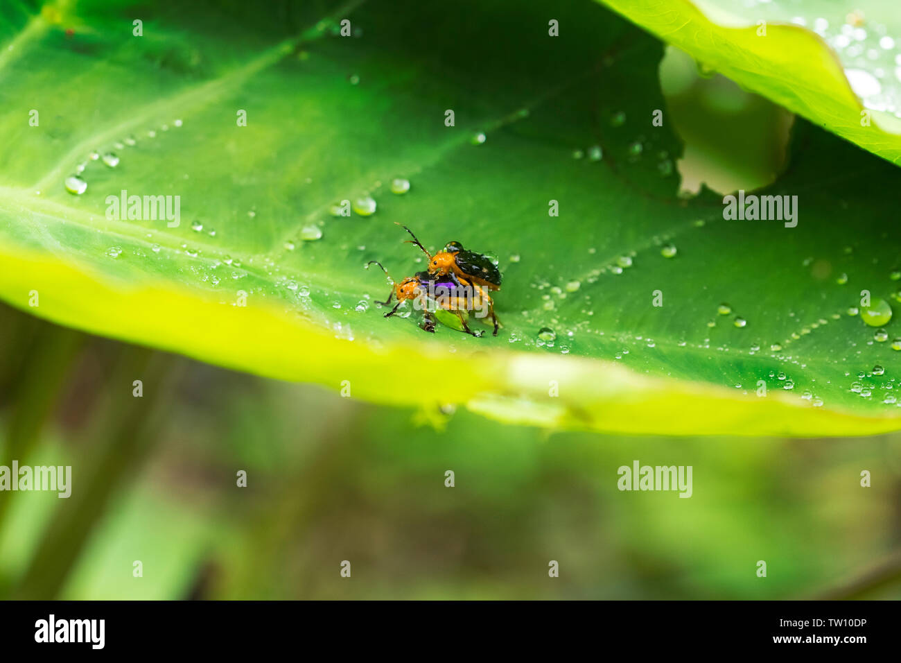 Käfer auf ein Blatt, Calomela ist eine Gattung der Käfer gemeinhin als Blatt Käfer und in der Familie Chrysomelidae. Pokhara Nepal Stockfoto