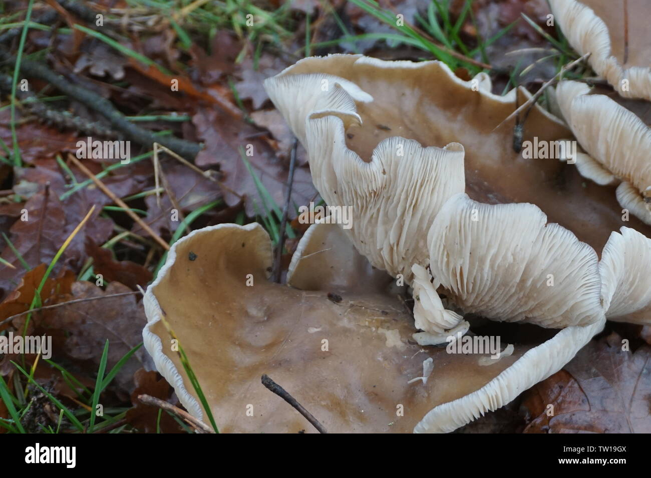 Nahaufnahme der zarten weißen Fleisch eines Wild Mushroom unterhalb in das Gras in den Wäldern Stockfoto