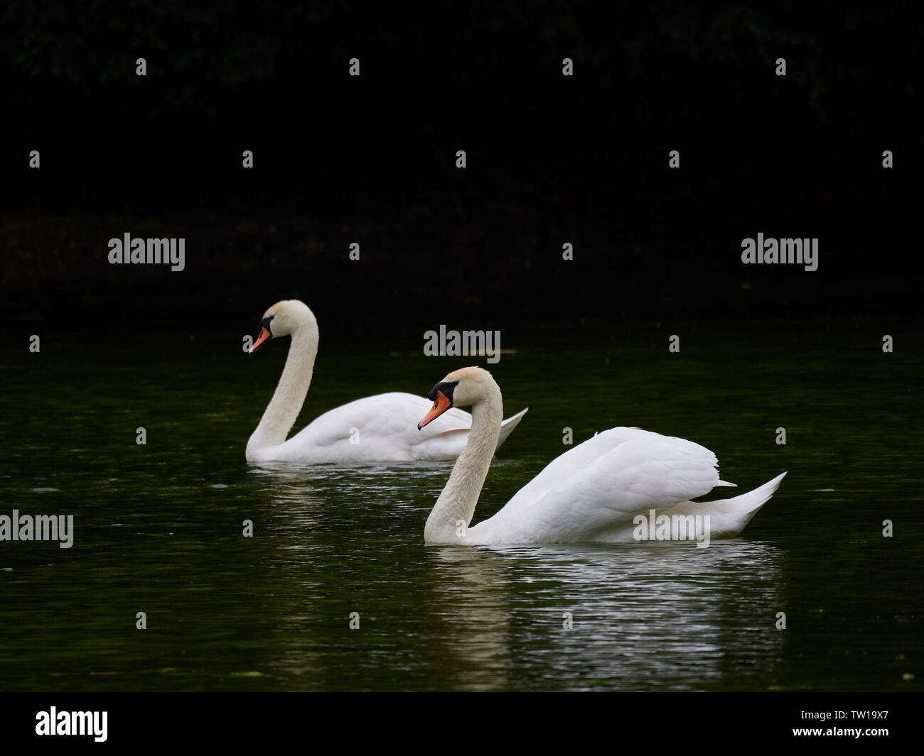 Zwei Stumme Schwäne schwimmen zusammen an einem See. Stockfoto