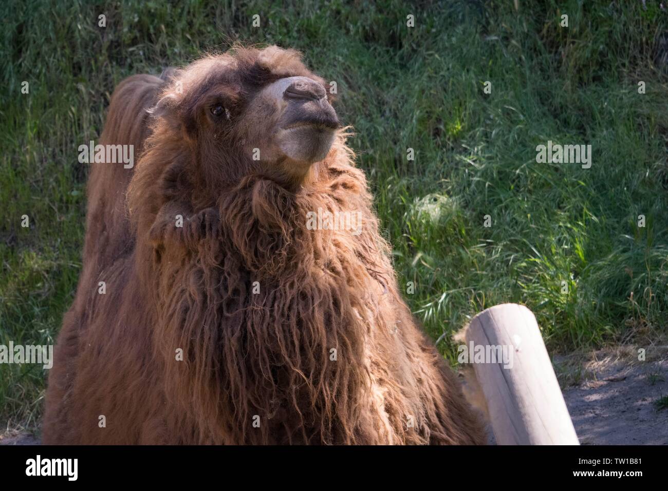 Nahaufnahme eines Kamelkopfes in einem Zoo Stockfoto