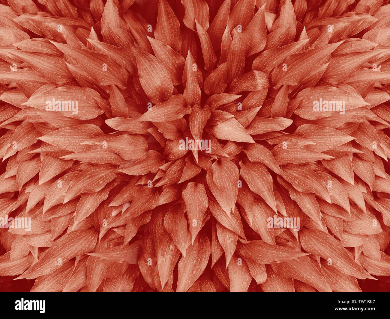 Closeup Makro von Coral Pink getönten hosta Wegerich Lilien Pflanzen giboshi mit Wasser Regentropfen auf den Blättern. Natürliche helle rote Orange beliebte, trendige Farbe Stockfoto