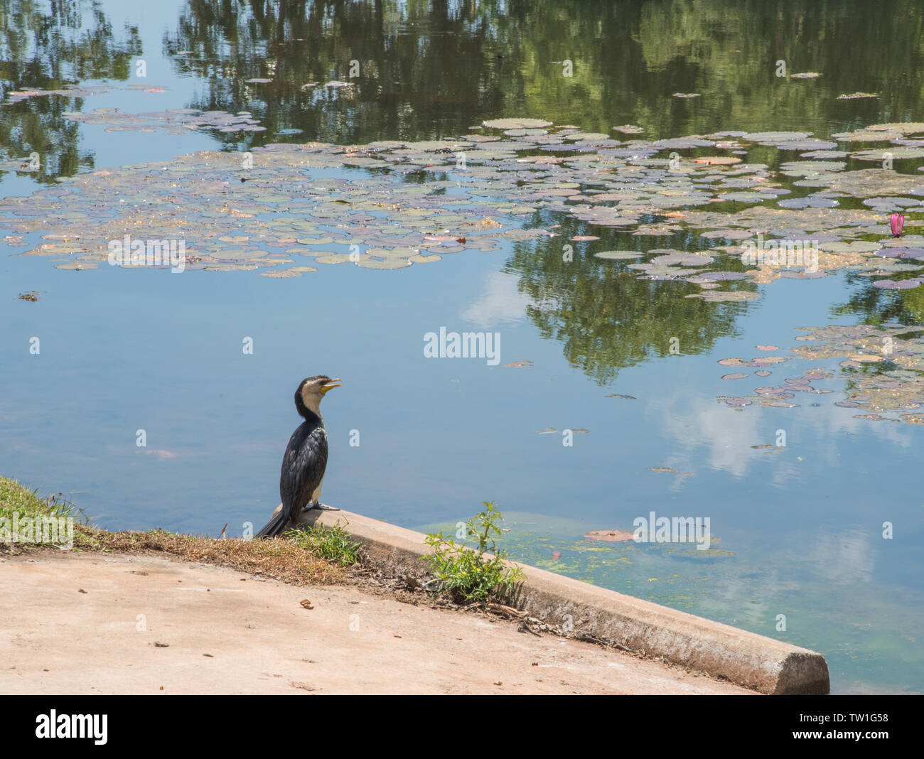 Australian pied Cormorant in Feuchtgebieten Einstellung in Darwin, Australien Stockfoto