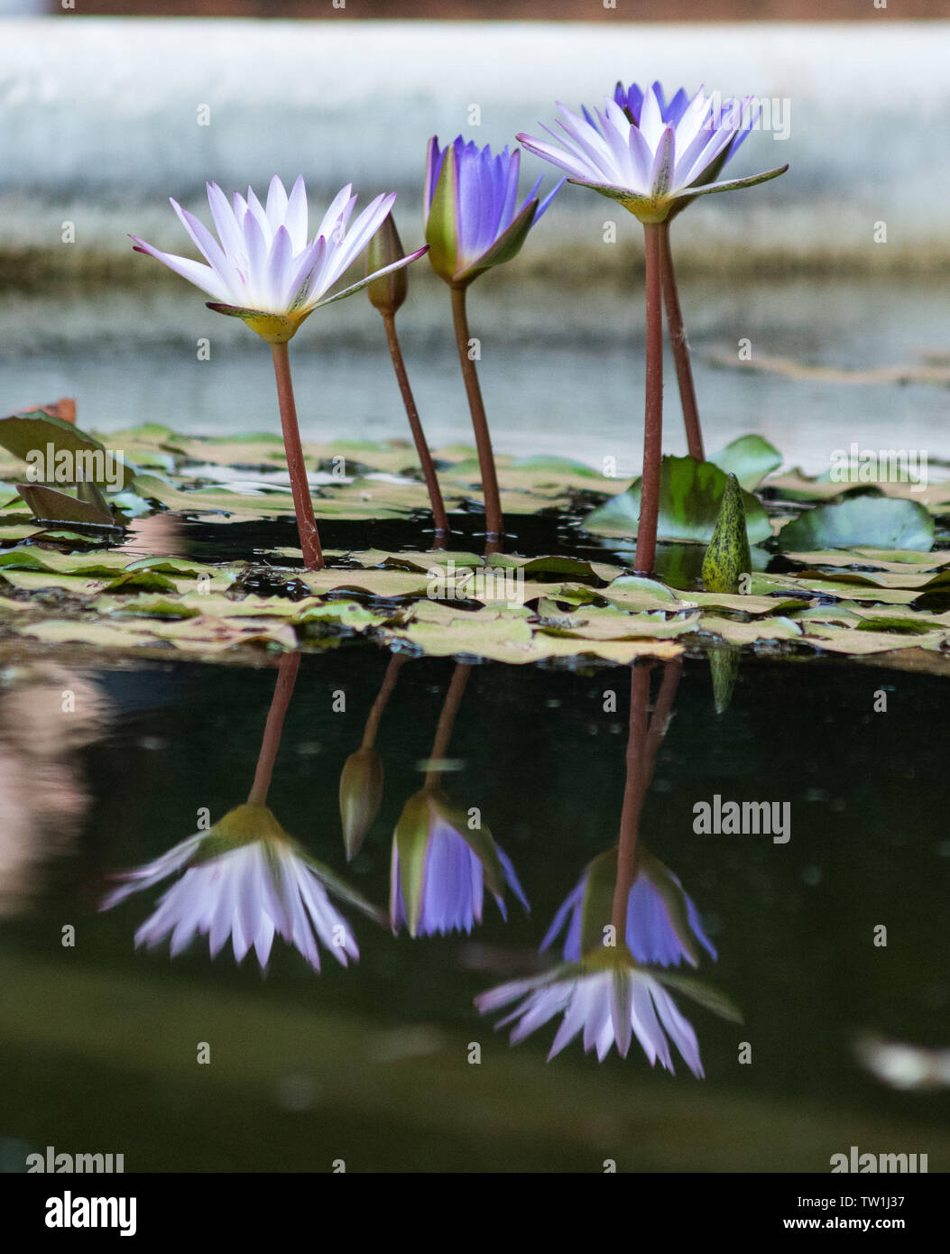 Blumen in einem botanischen Garten Argentinien Stockfoto