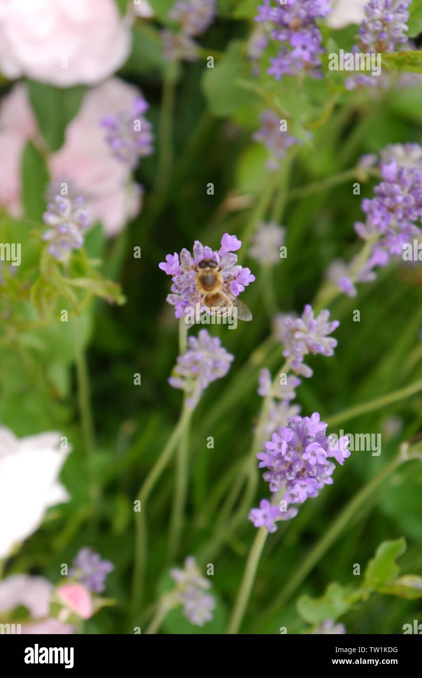 Biene auf einer Lavendel Stiel. Stockfoto