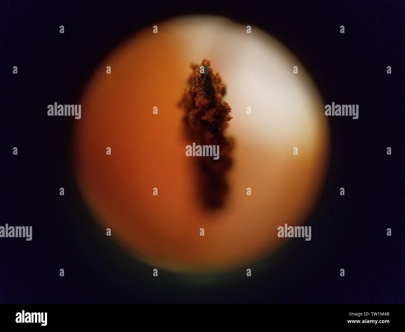 Mikroskopische Aufnahme von Pollen Granulat auf dem staubgefäß einer Lilie Blume (Lilium) bei etwa 30-facher Vergrößerung, 25. Mai 2019. () Stockfoto