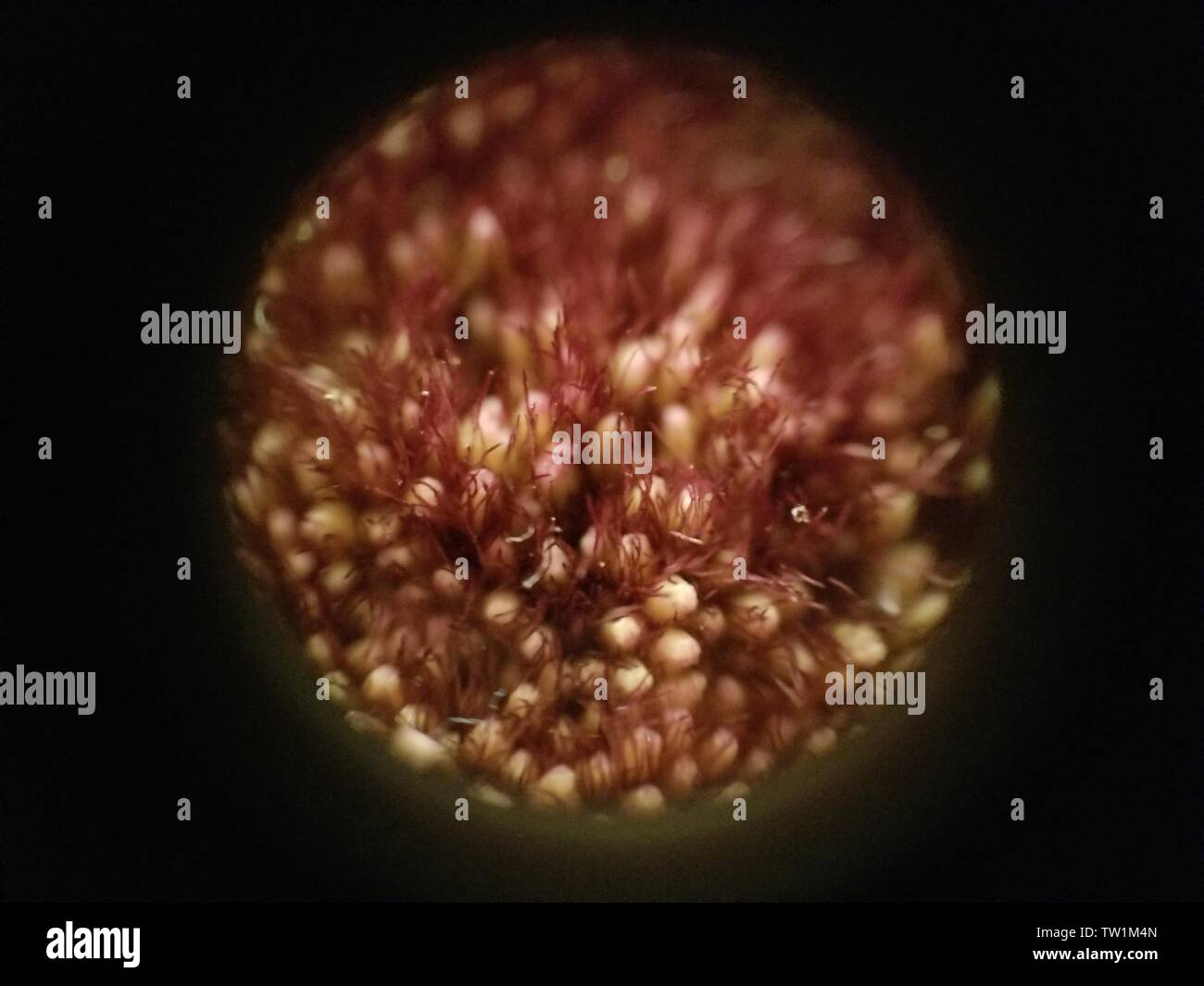 Close-up Mikroskop Bild der inneren Struktur eines Daisy (Gerbera daisy) Blume, 25. Mai 2019. () Stockfoto