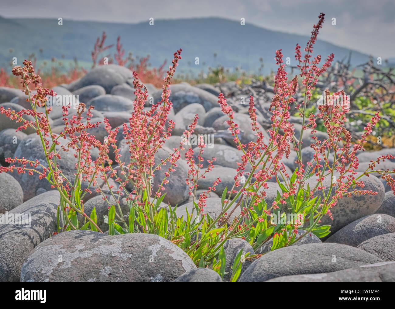 Sheeps Sorrel wächst auf einem Kieselstrand, England Stockfoto