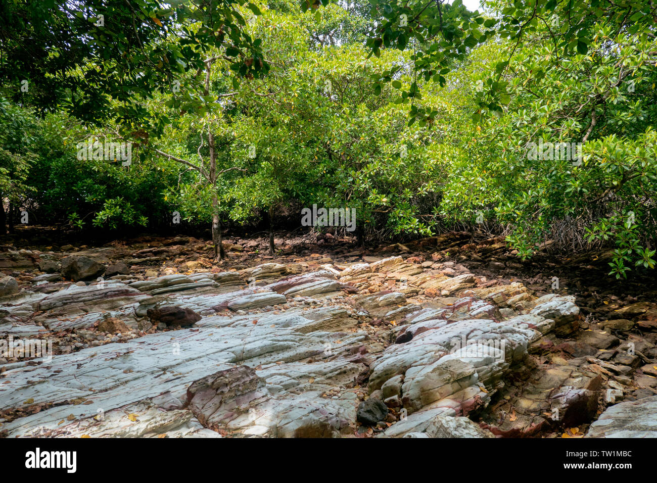 Die Wurzeln der Mangroven im tropischen Meer sind verwirrt. Stockfoto