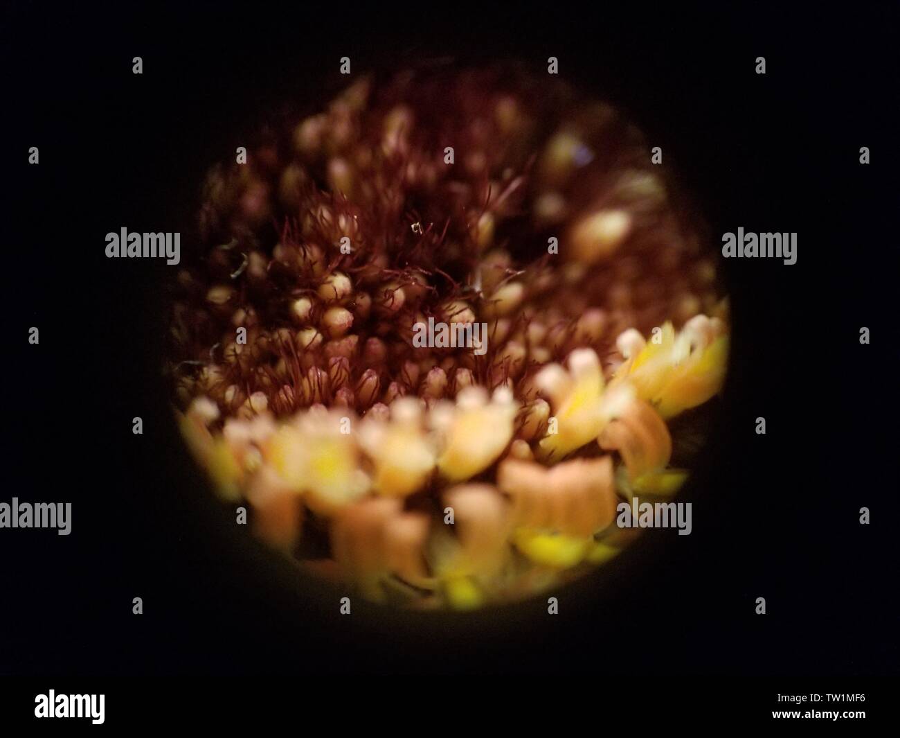 Mikroskop Bild der internen Struktur von Daisy (Gerbera Daisy) Blume auf ca. 30-facher Vergrößerung, 25. Mai 2019. () Stockfoto
