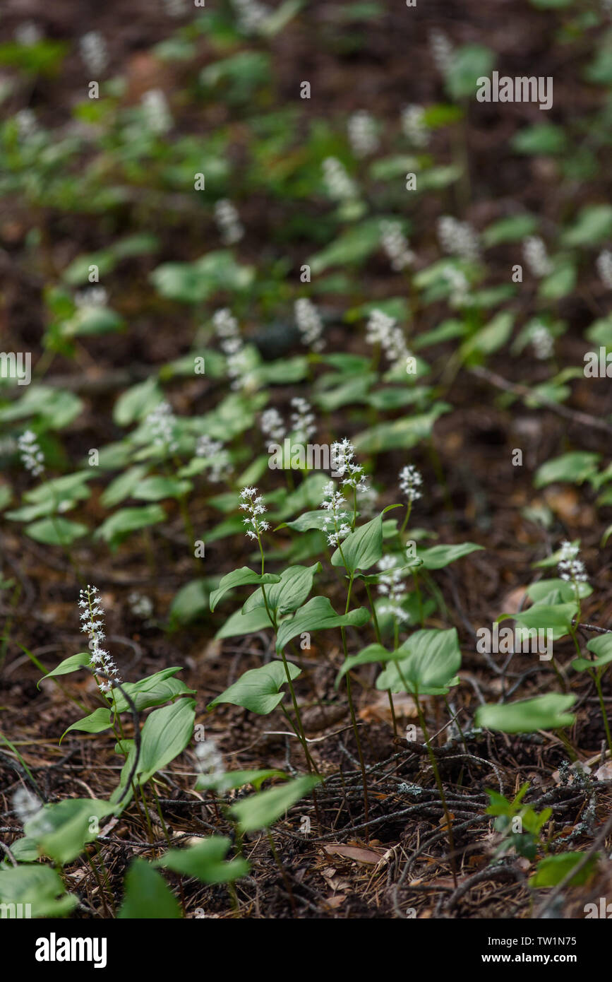 Maianthemum Doppelblatt in der magischen Atmosphäre des geheimnisvollen Wald. Stockfoto