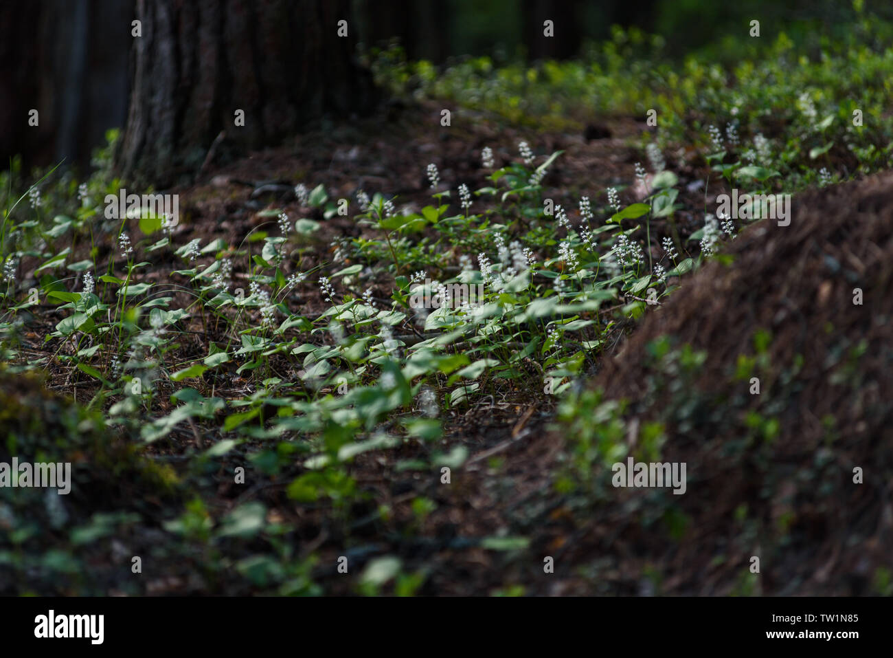 Maianthemum Doppelblatt in der magischen Atmosphäre des geheimnisvollen Wald. Stockfoto