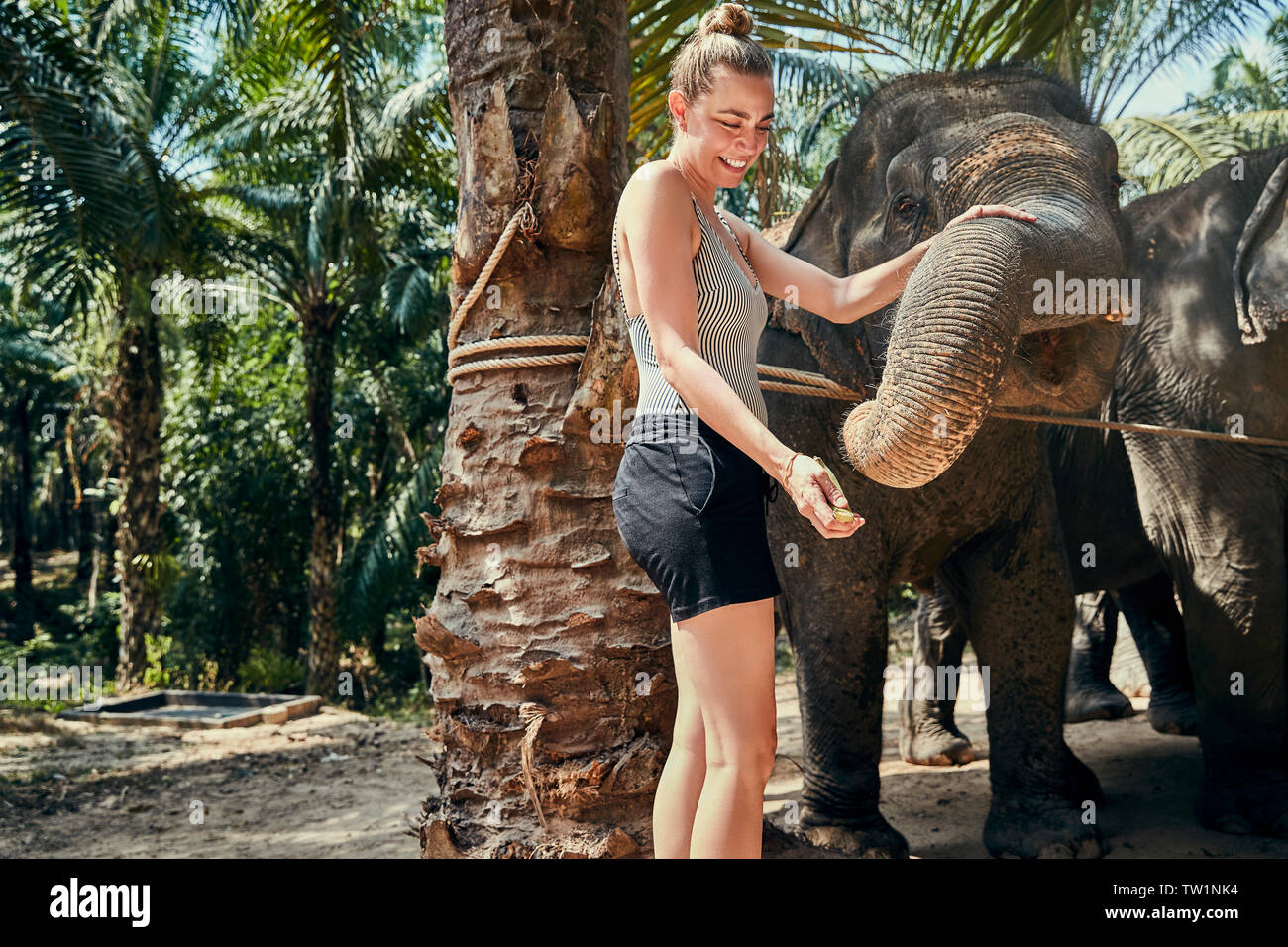 Lächelnde Frau Ernährung einer Gruppe von Asiatischen Elefanten Bananen an ein Tierheim in Thailand Stockfoto