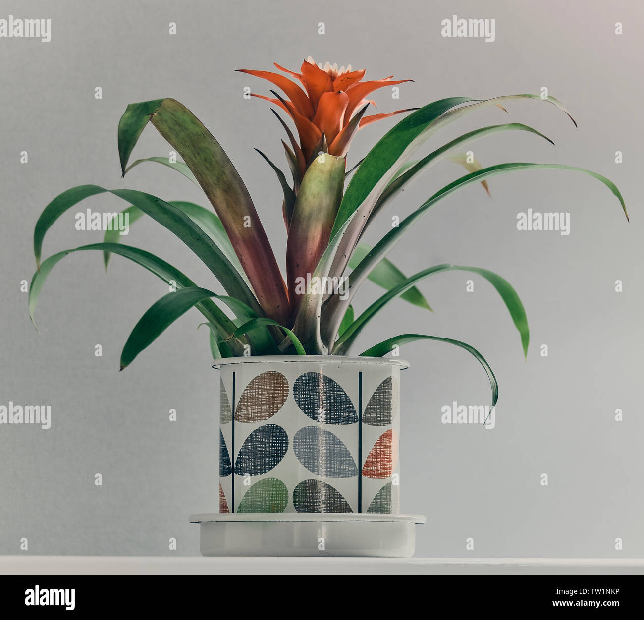 Blhende Bromelien in einem Topf Stockfotografie - Alamy