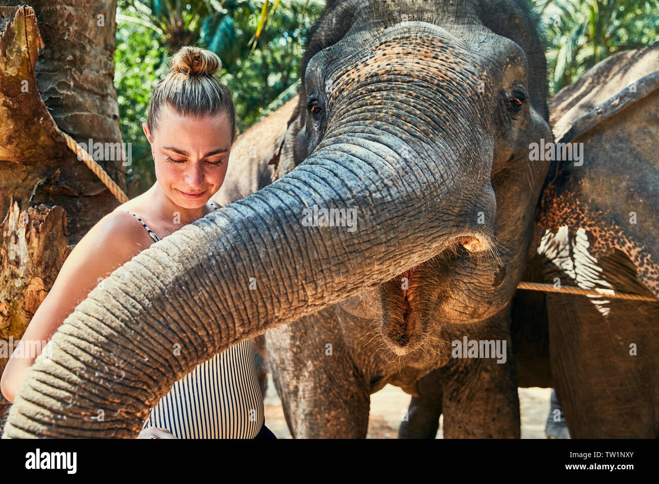 Lächelnde Frau streicheln den Stamm eines Asiatischen Elefanten in ein Tierheim in Thailand Stockfoto