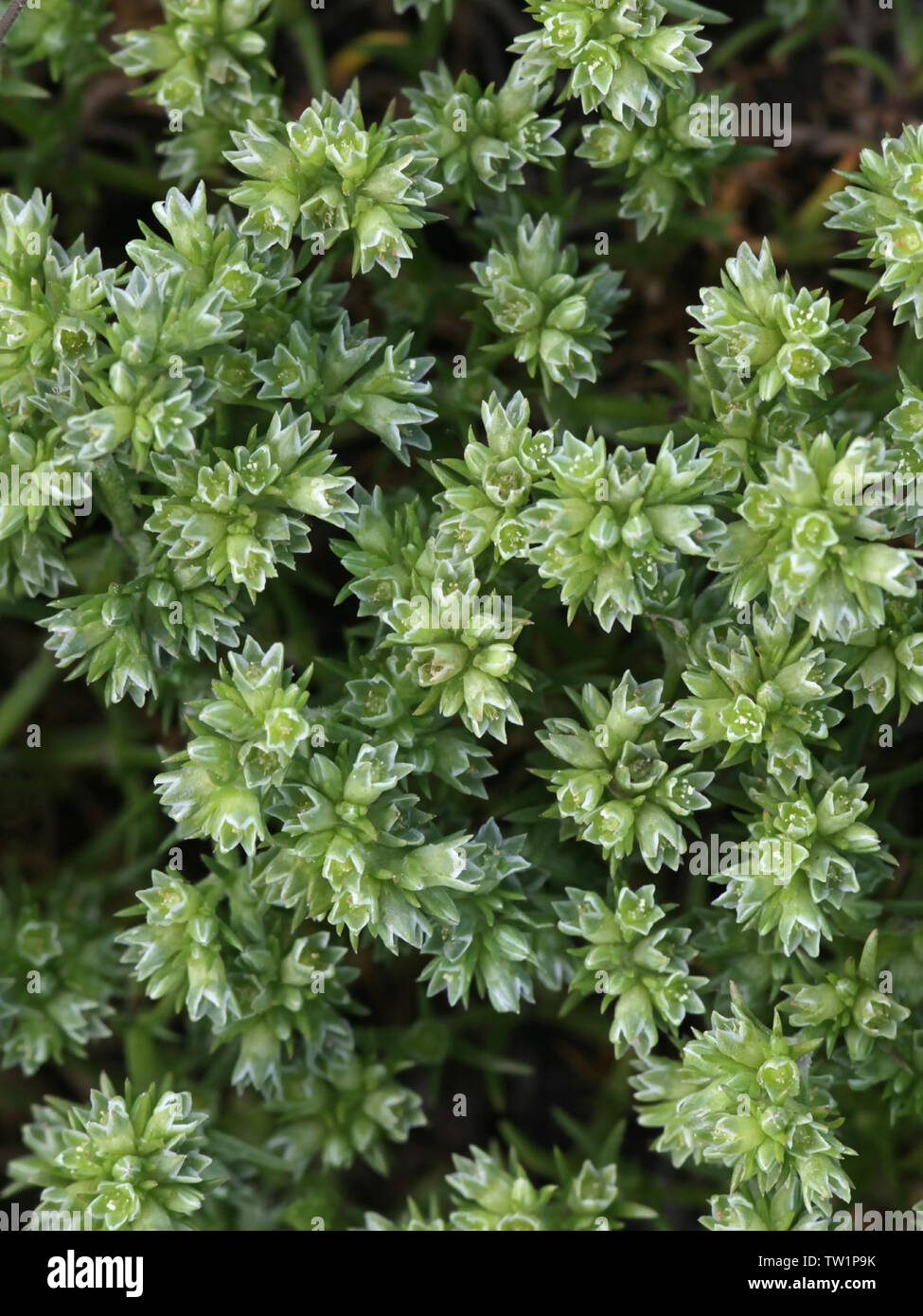 Scleranthus annuus, bekannt unter dem gemeinsamen Namen Deutsche Knöterich und jährliche knawel Stockfoto