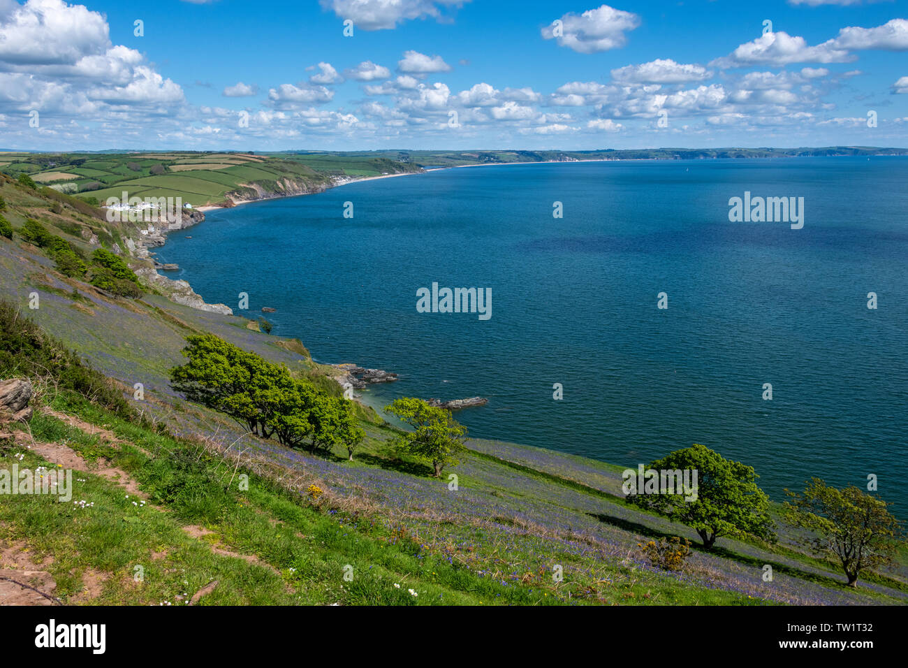 South Devon Küste mit Blumen, Klippen und die Bucht Stockfoto