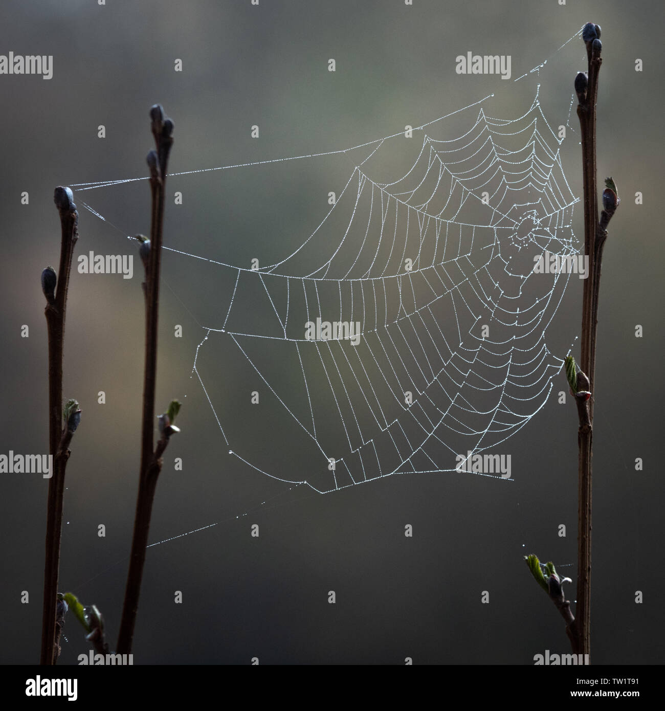Spinnen Web am frühen Morgen Tau Stockfoto