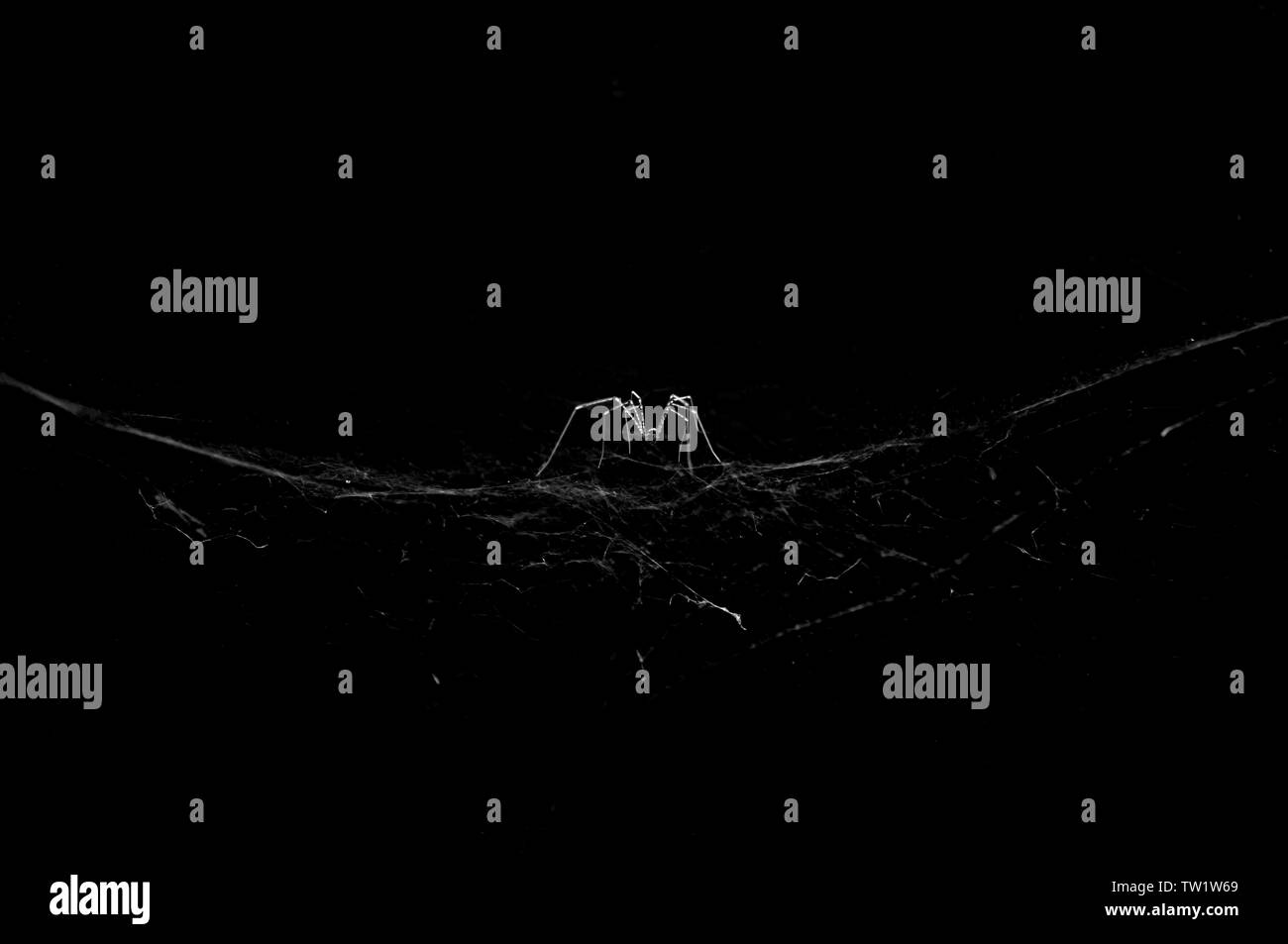 Spinne im Netz auf schwarzen und weißen Hintergrund Stockfoto