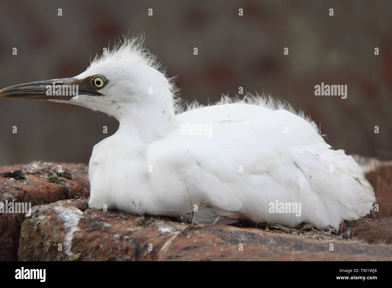 Nahaufnahme eines jungen Reihern Stockfoto