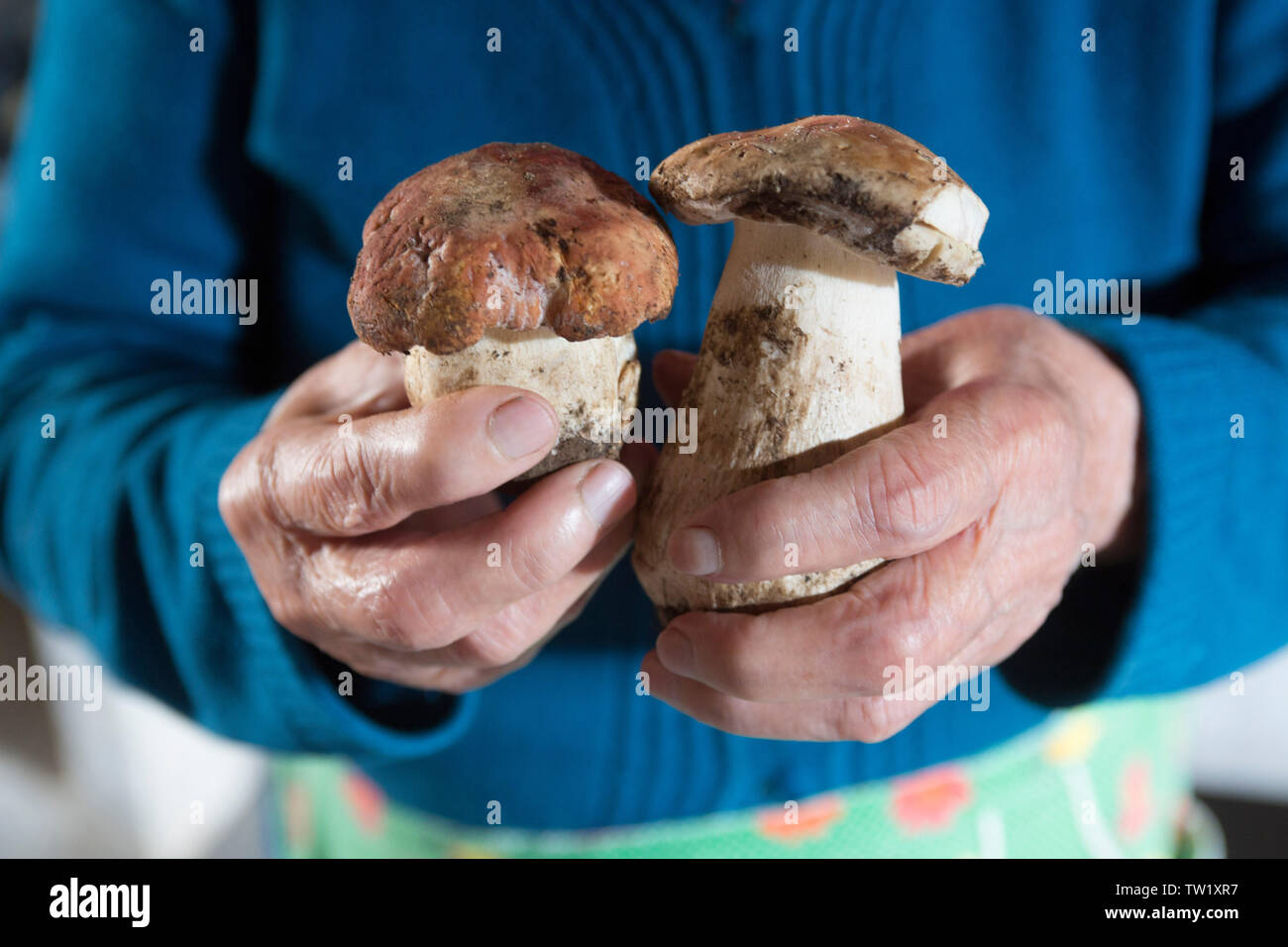 Eine Frau Hände 2 herrliche Steinpilze Holding in Colannata, einem kleinen Dorf in der Toskana bekannt für cararra Marmor und Lardo. Stockfoto