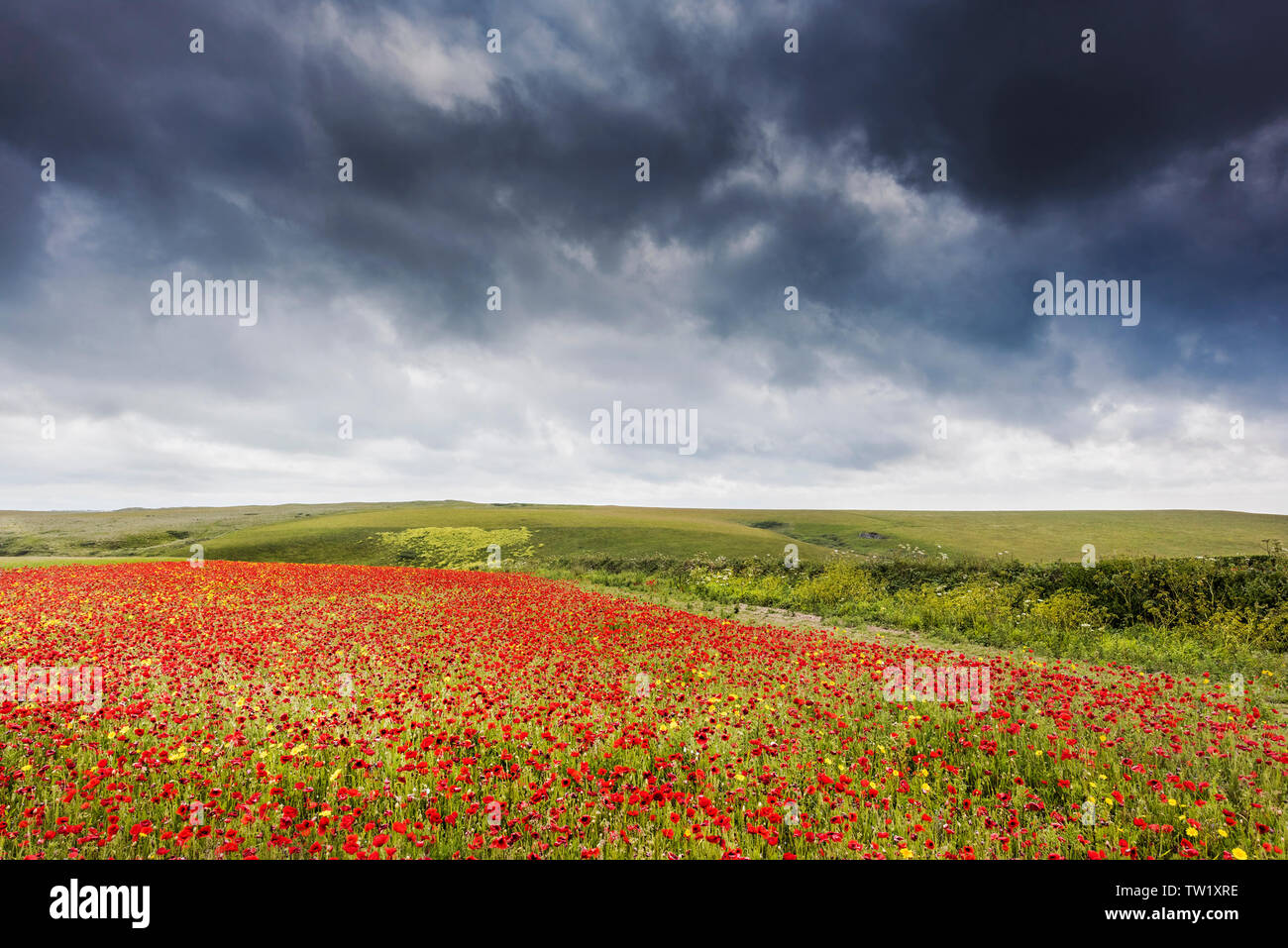 Ominösen regen Wolken über einem Feld der Gemeinsamen Klatschmohn Papaver rhoeas und Mais Glebionis segetum Ringelblumen wachsen auf West Pentire in Newquay in Stockfoto